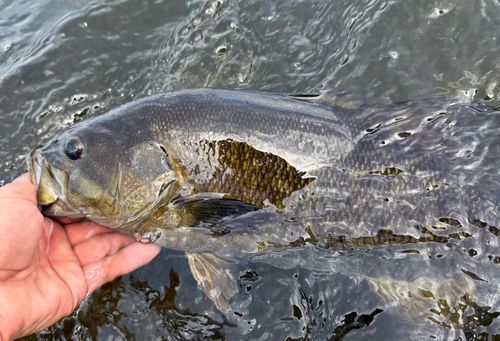 スモールマウスバスの釣果