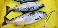 サクラマスの釣果
