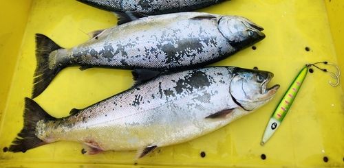 サクラマスの釣果