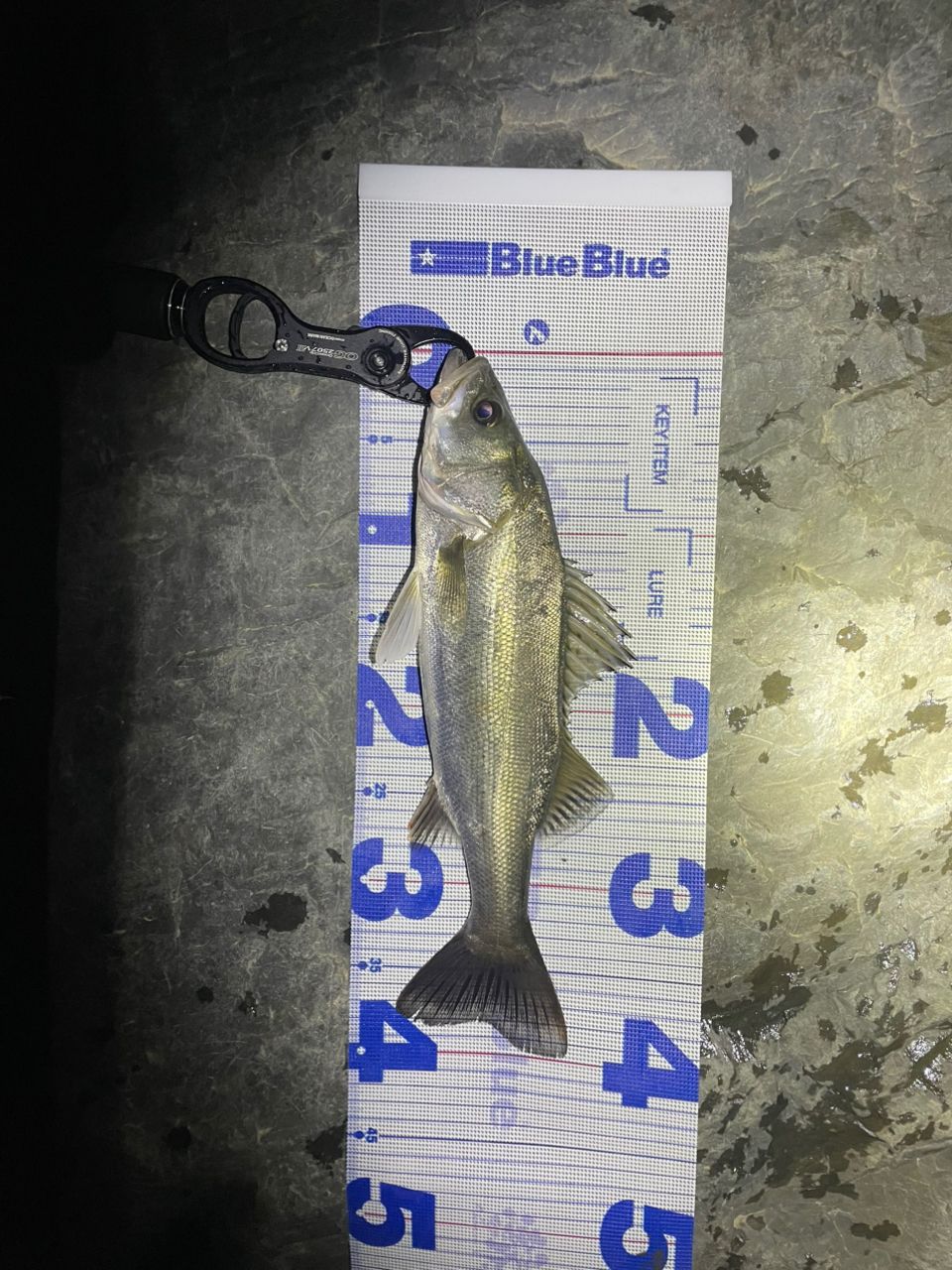 SHIMANO 19ヴァンキッシュ 4000XGの最安値・インプレ・釣果 | 本音の
