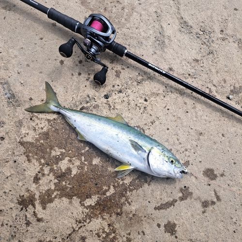 釣果