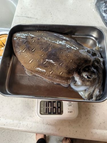 コウイカの釣果