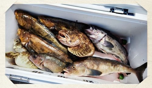 アイナメの釣果