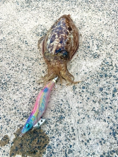 コウイカの釣果