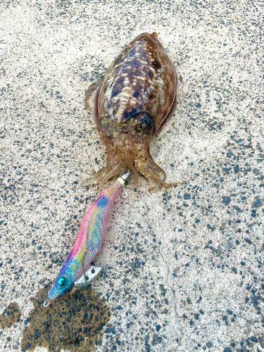 コウイカの釣果