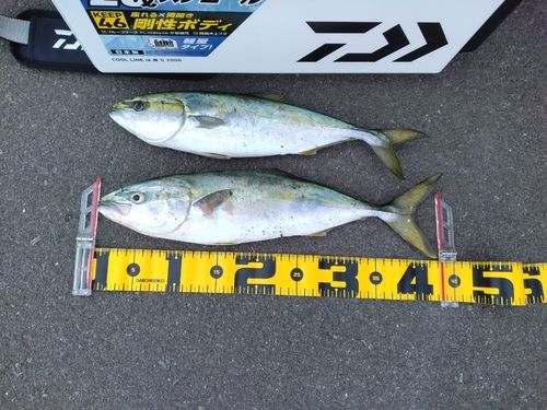 イナダの釣果