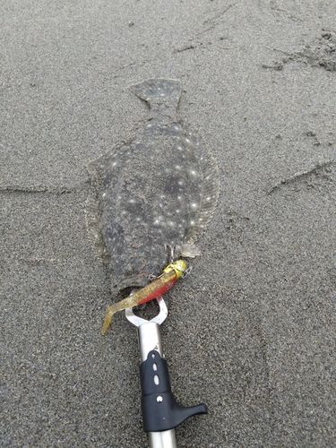ソゲの釣果
