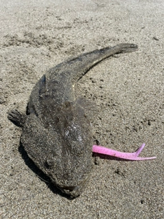 コチの釣果