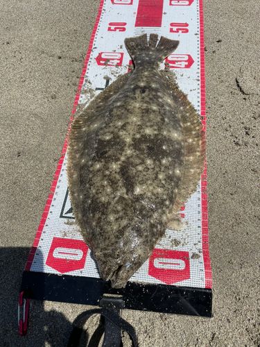 ヒラメの釣果