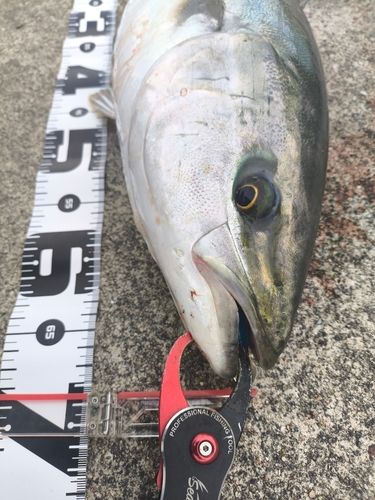 メジロの釣果