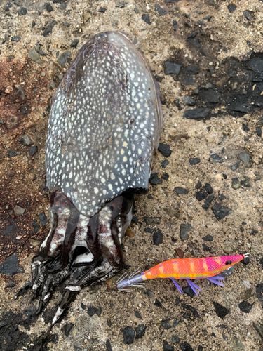 シリヤケイカの釣果