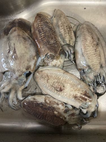 コウイカの釣果