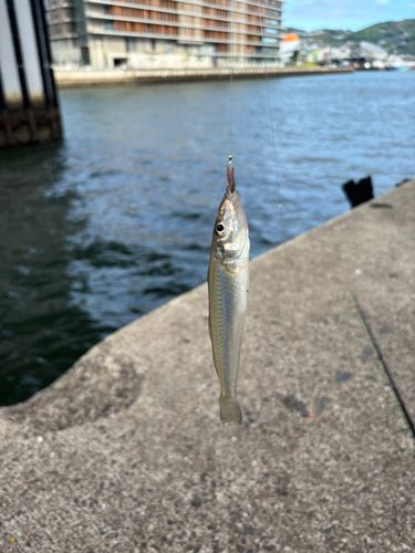 シロギスの釣果
