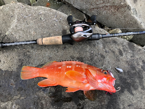 アカハタの釣果