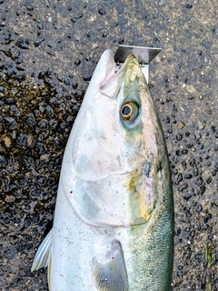 ブリの釣果