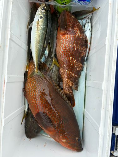 マアジの釣果