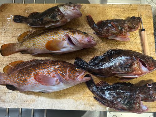 キジハタの釣果
