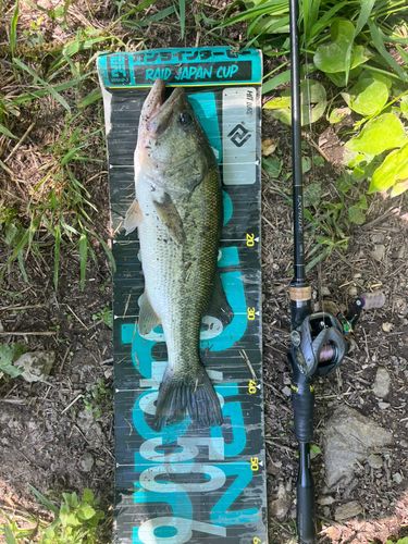 ラージマウスバスの釣果