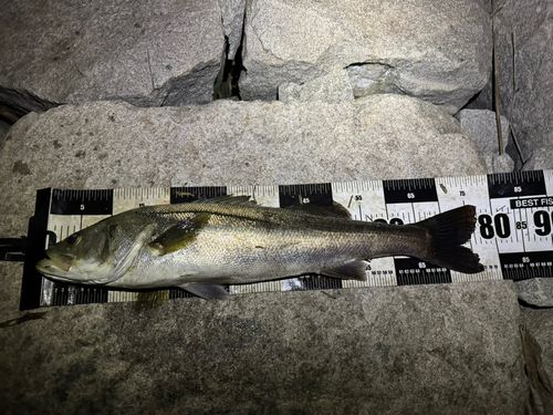 スズキの釣果