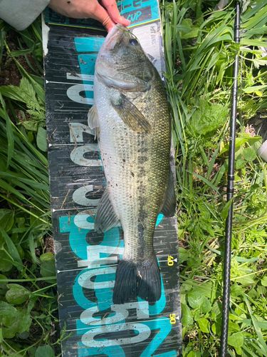ラージマウスバスの釣果