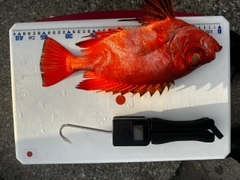 チカメキントキの釣果