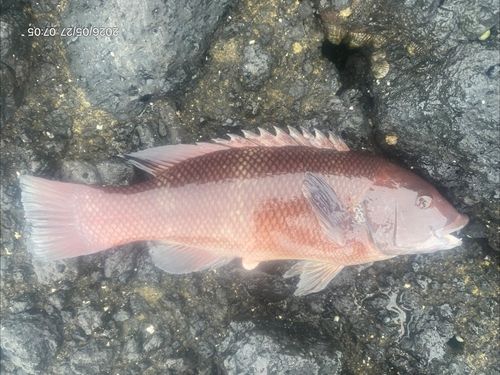 コブダイの釣果