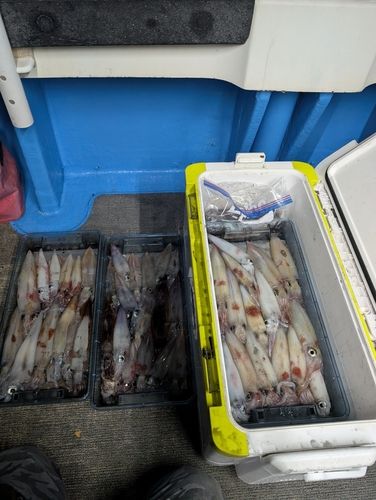 ケンサキイカの釣果