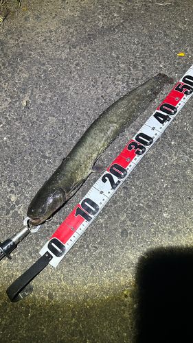 ナマズの釣果