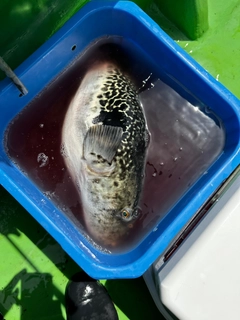 トラフグの釣果