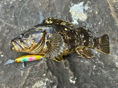 ベッコウゾイの釣果