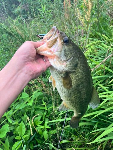 ブラックバスの釣果