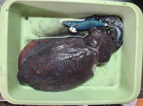 コウイカの釣果