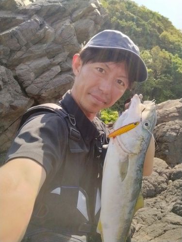 イナダの釣果