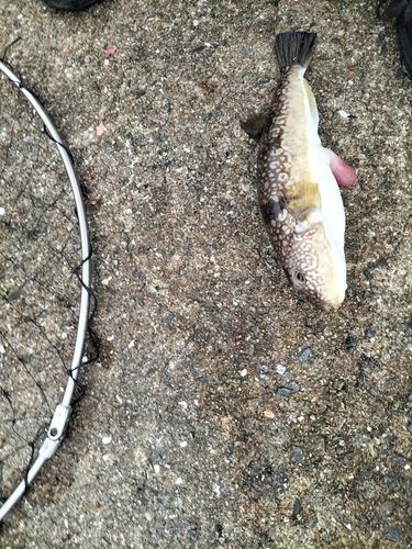 フグの釣果