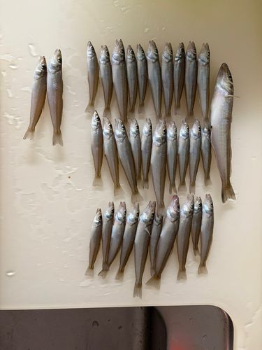キスの釣果
