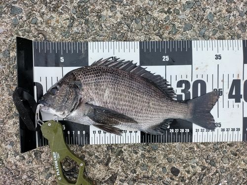 チヌの釣果
