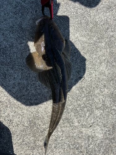 マゴチの釣果
