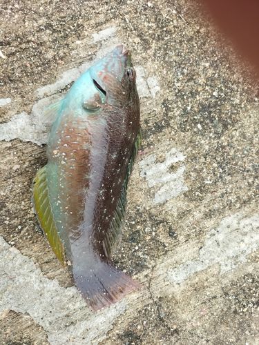 ベラの釣果