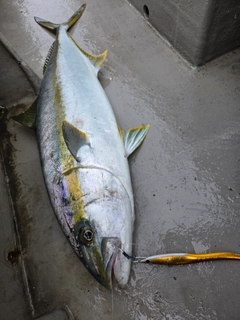 ヒラマサの釣果