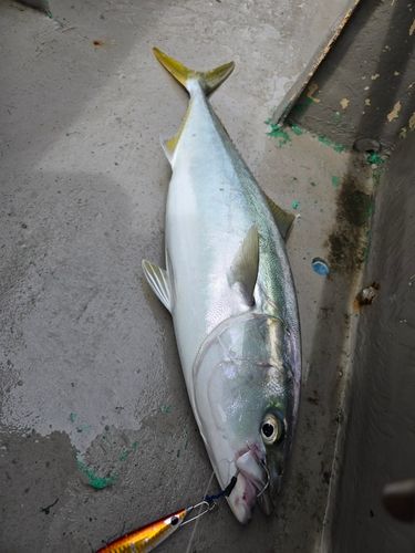 ワラサの釣果