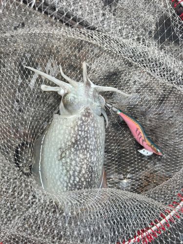 シリヤケイカの釣果