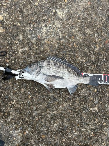 チヌの釣果