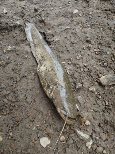 ナマズの釣果