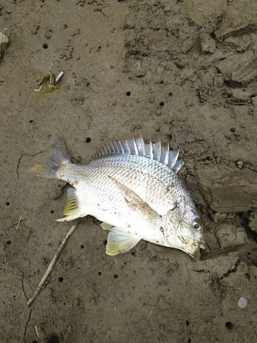 キビレの釣果