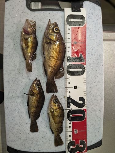 メバルの釣果