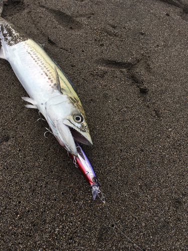 サゴシの釣果