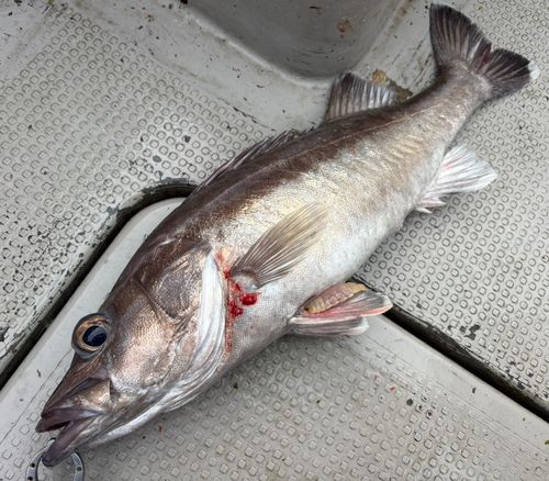 アラの釣果