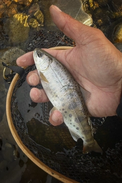 ヤマメの釣果