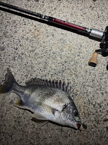 キビレの釣果