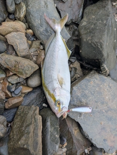 ネリゴの釣果